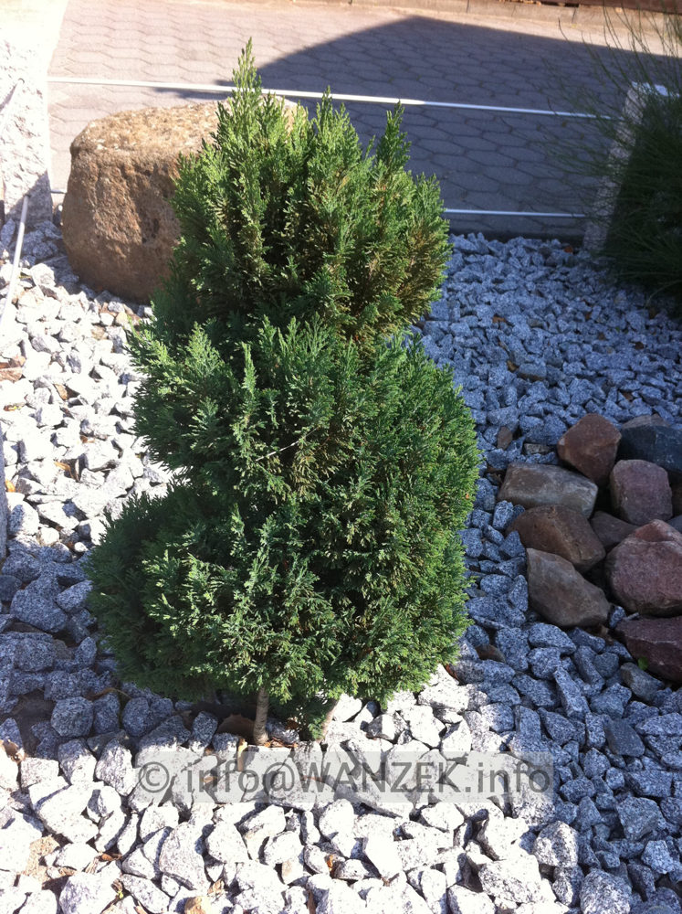 Bonsai-waechst ja noch - zu klein1.JPG